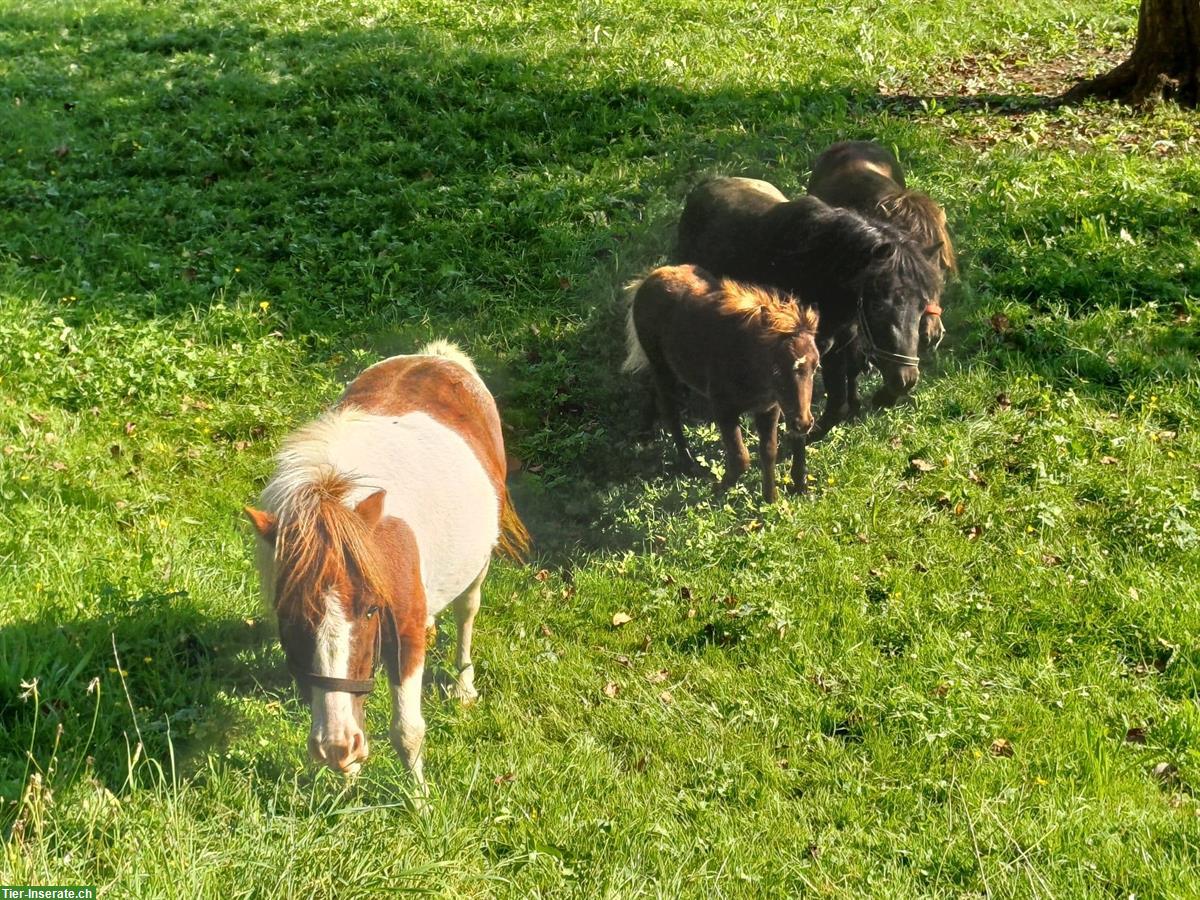 Bild 2: American Shetland Pony Stute mit Fohlen zu verkaufen