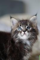 Maine Coon Kitten mit Stammbaum aus liebevoller Zucht