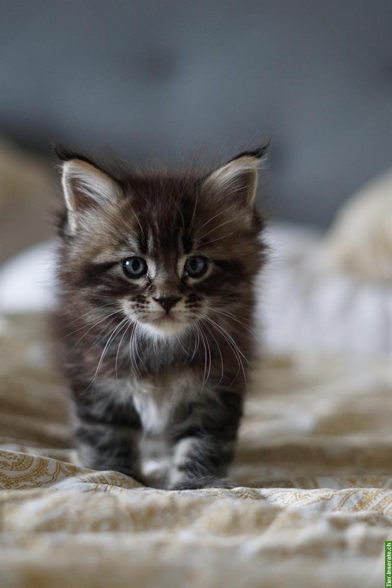 Bild 2: Maine Coon Kitten mit Stammbaum aus liebevoller Zucht