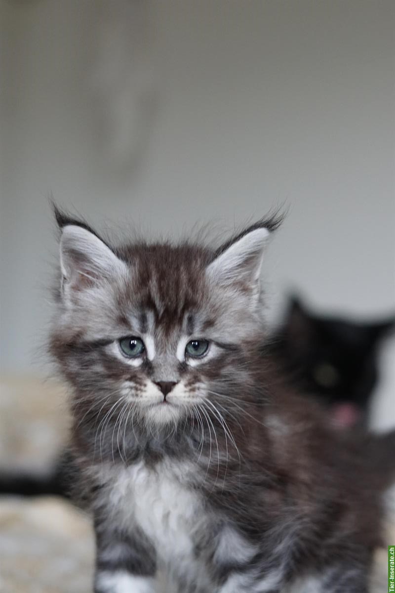 Bild 3: Maine Coon Kitten mit Stammbaum aus liebevoller Zucht