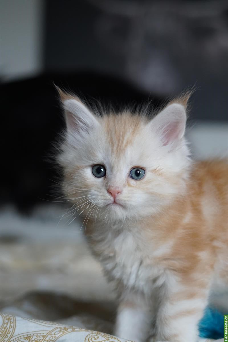 Bild 4: Maine Coon Kitten mit Stammbaum aus liebevoller Zucht