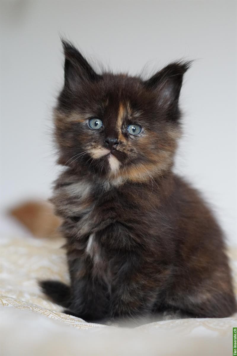 Bild 5: Maine Coon Kitten mit Stammbaum aus liebevoller Zucht