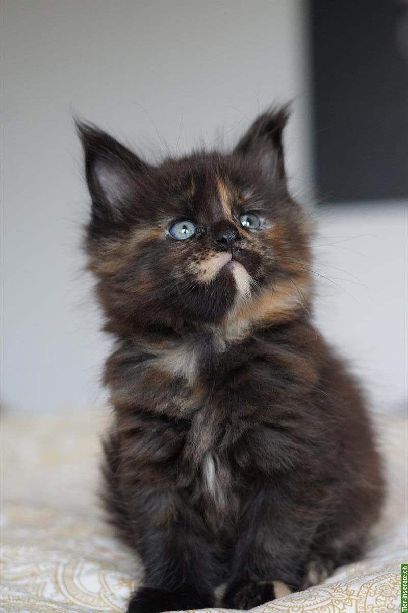 Bild 6: Maine Coon Kitten mit Stammbaum aus liebevoller Zucht