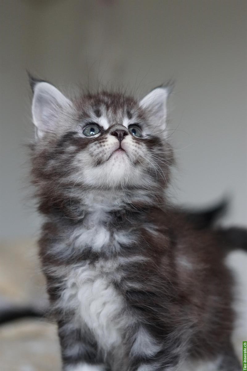 Bild 7: Maine Coon Kitten mit Stammbaum aus liebevoller Zucht