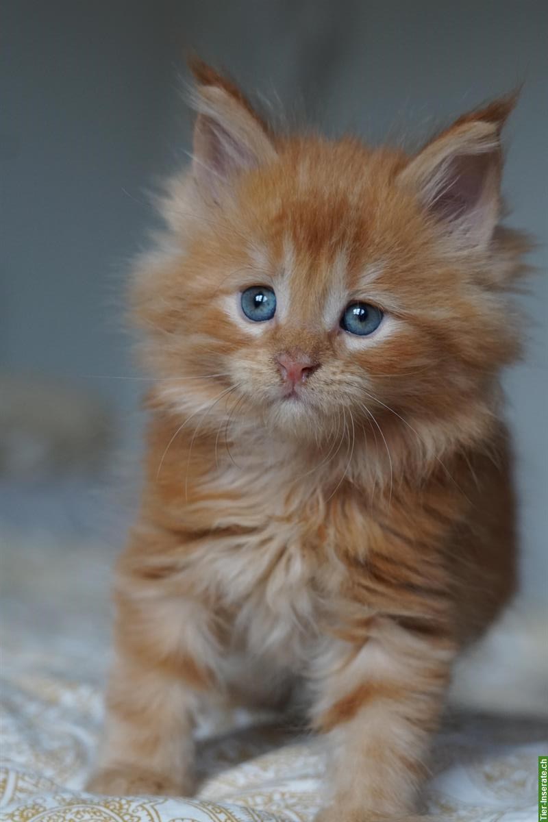 Bild 8: Maine Coon Kitten mit Stammbaum aus liebevoller Zucht