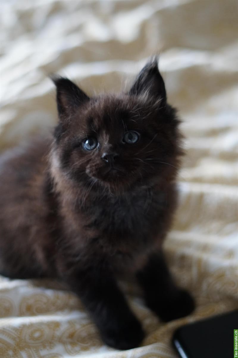 Bild 9: Maine Coon Kitten mit Stammbaum aus liebevoller Zucht