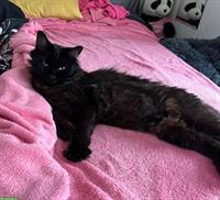 Schwarze Langhaarkatze Nala sucht Einzelplatz