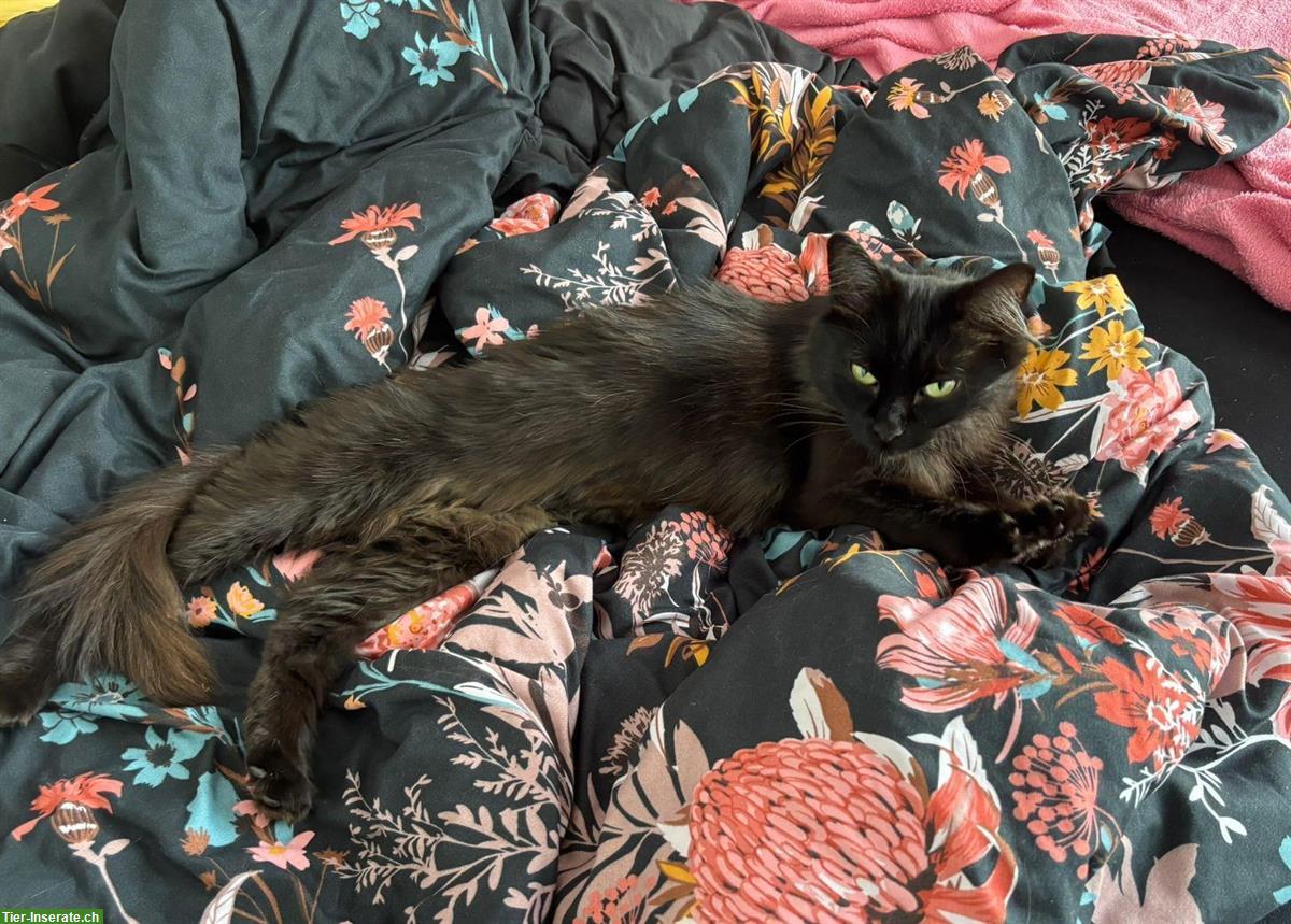 Bild 2: Schwarze Langhaarkatze Nala sucht Einzelplatz