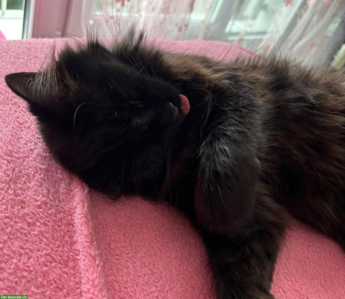 Bild 3: Schwarze Langhaarkatze Nala sucht Einzelplatz