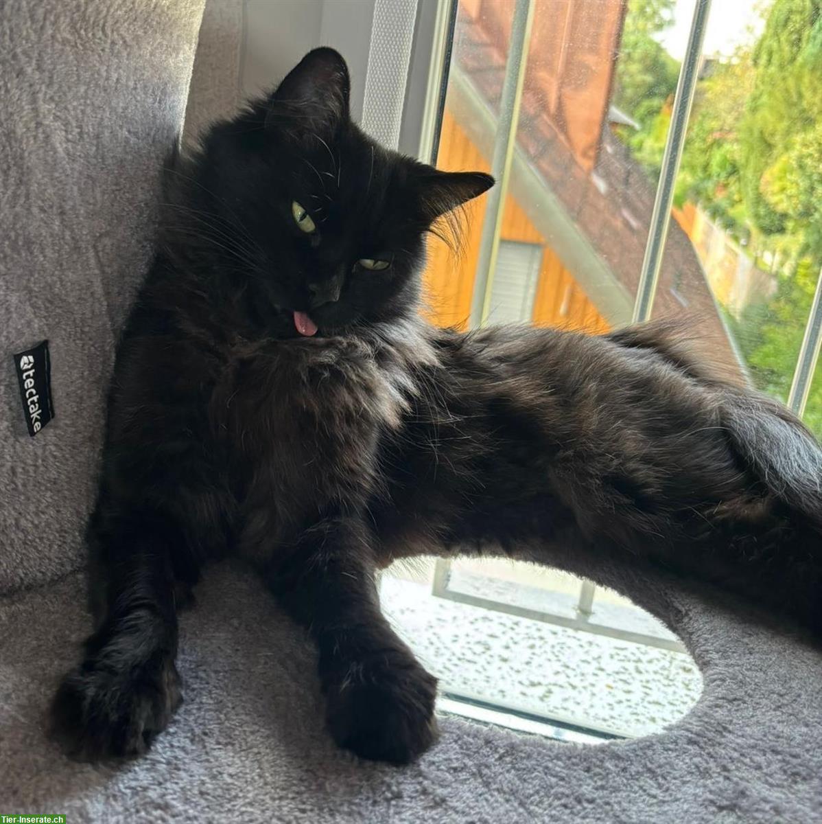 Bild 4: Schwarze Langhaarkatze Nala sucht Einzelplatz