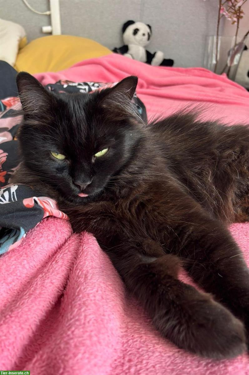 Bild 5: Schwarze Langhaarkatze Nala sucht Einzelplatz