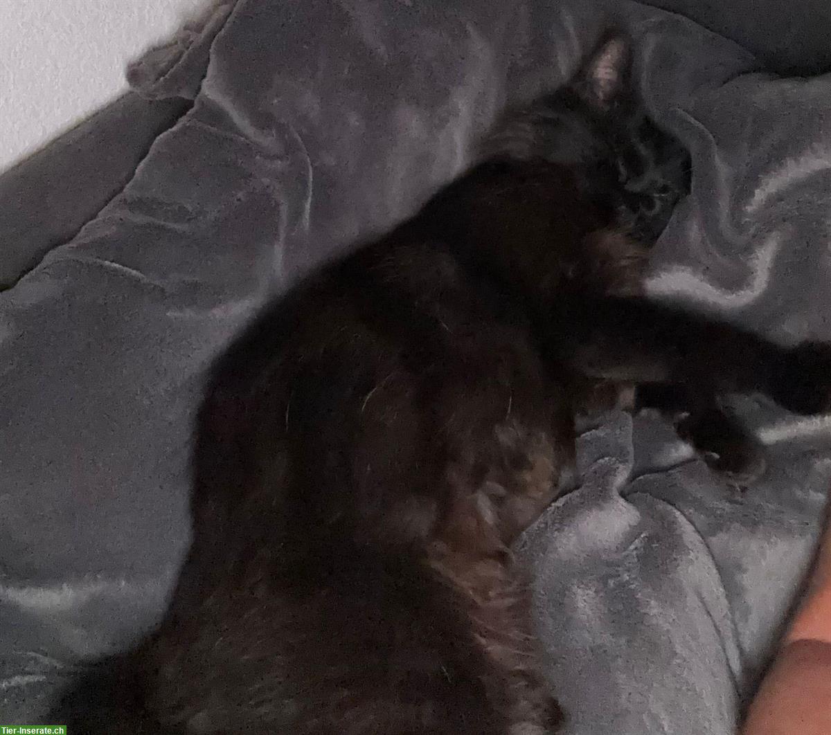 Bild 6: Schwarze Langhaarkatze Nala sucht Einzelplatz