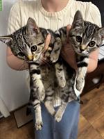 Junge Kätzchen (Tabby), 1 Kater und 2 Kätzinnen
