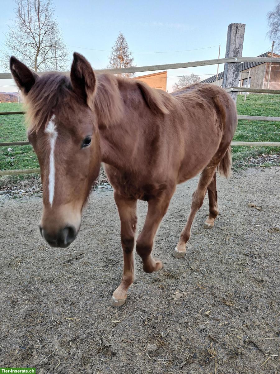 Bild 10: Reitpony Stutfohlen zu verkaufen, Top Abstammung