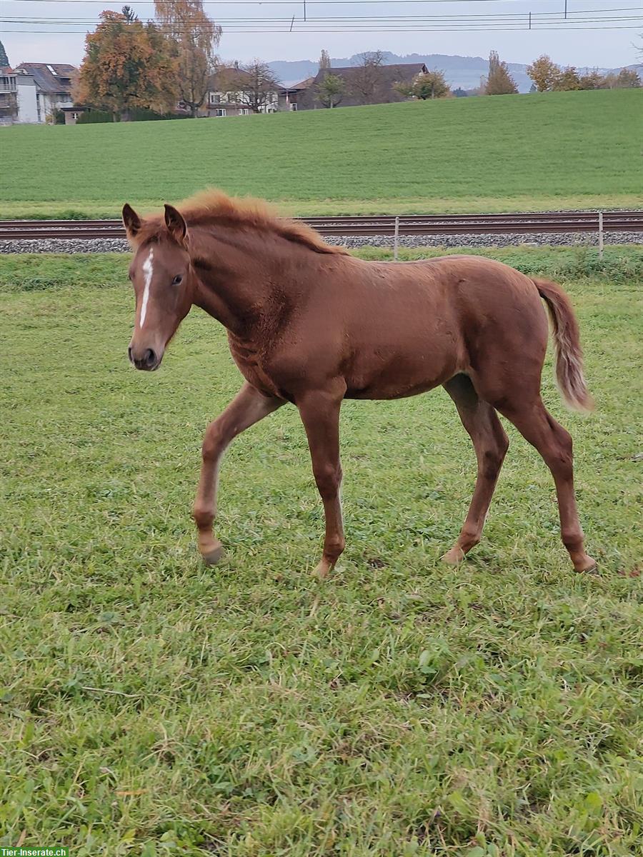 Bild 2: Reitpony Stutfohlen zu verkaufen, Top Abstammung