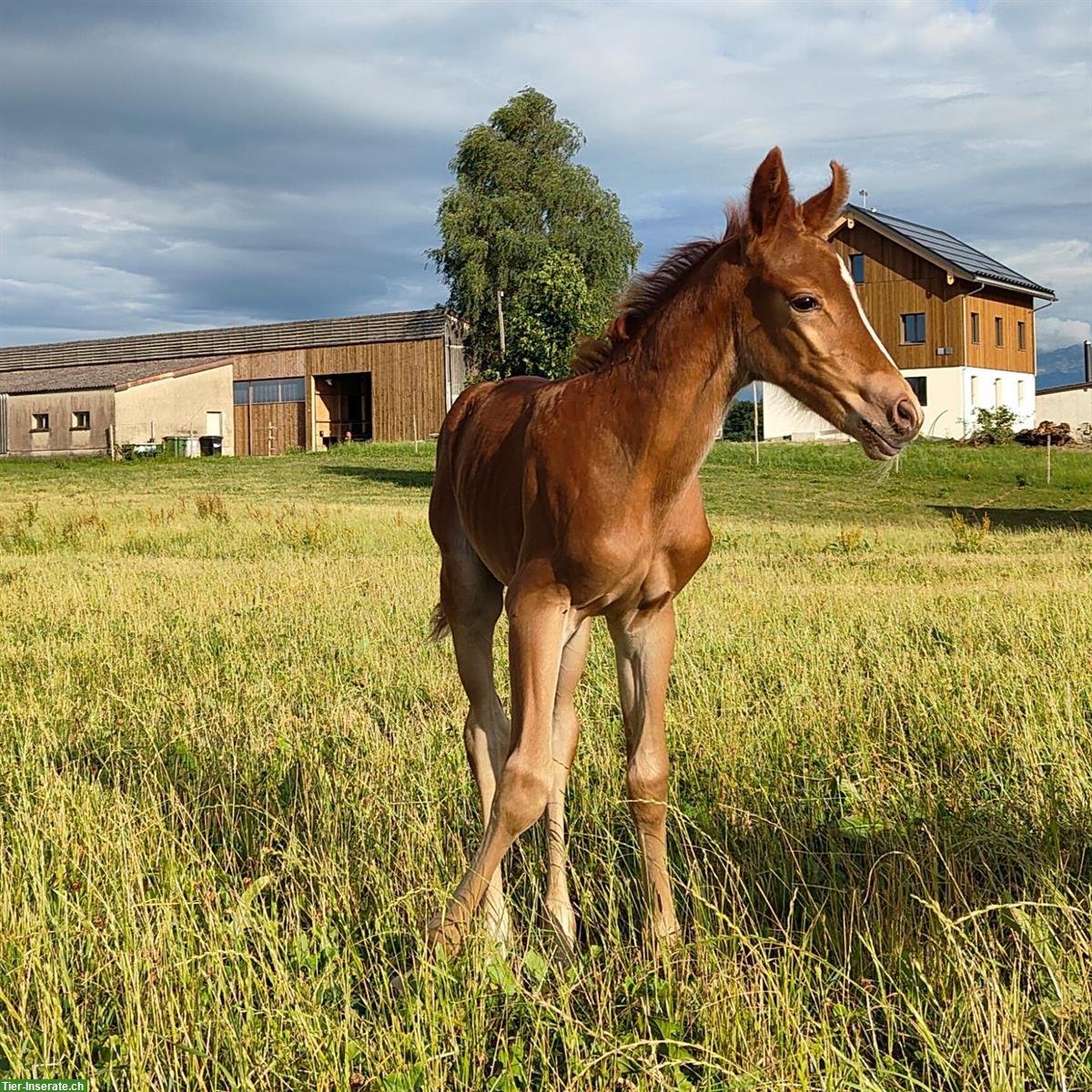 Bild 3: Reitpony Stutfohlen zu verkaufen, Top Abstammung
