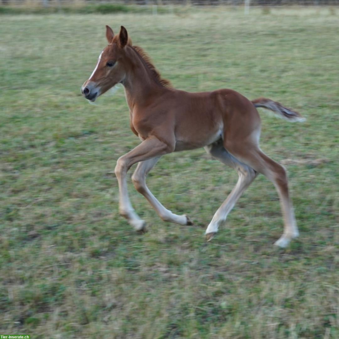 Bild 4: Reitpony Stutfohlen zu verkaufen, Top Abstammung