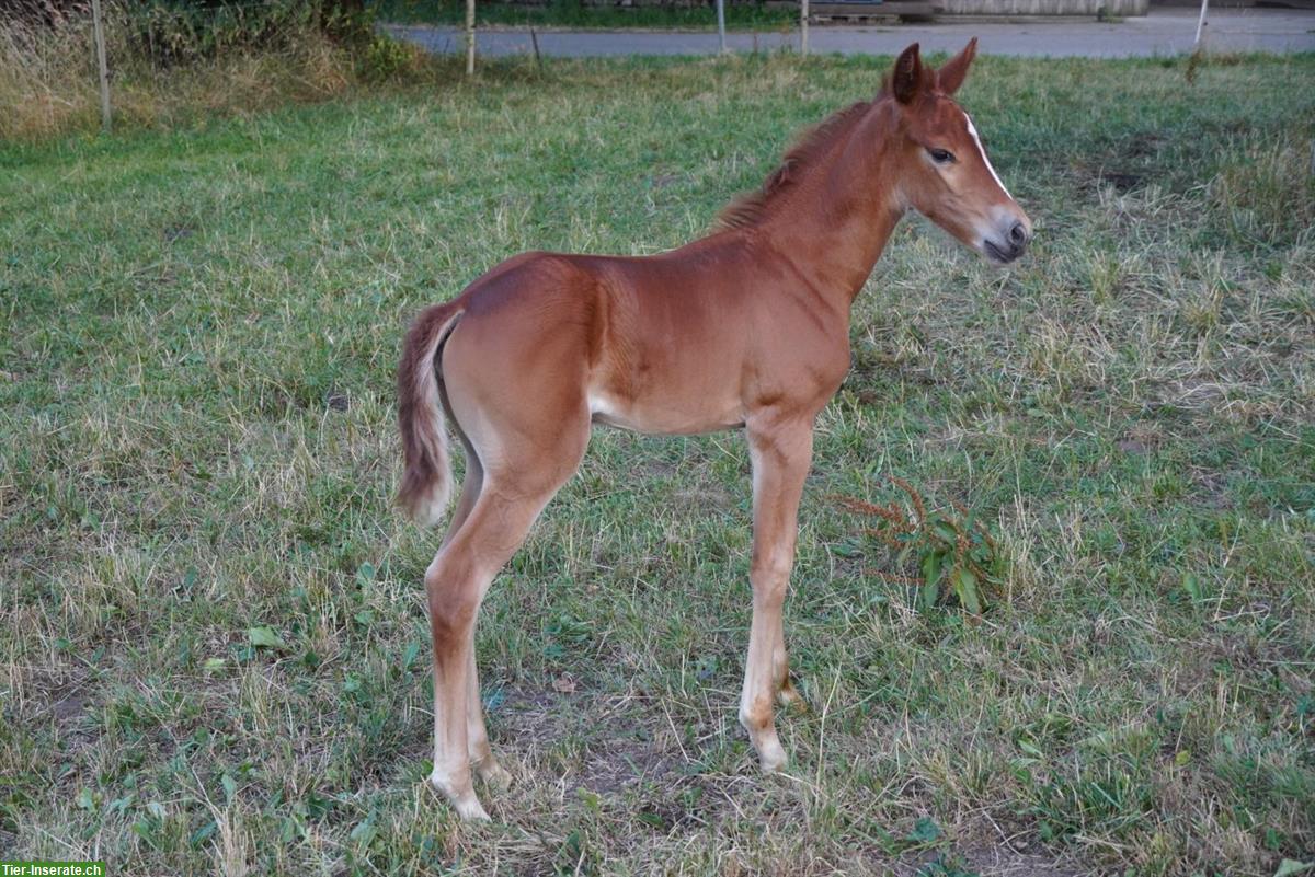 Bild 5: Reitpony Stutfohlen zu verkaufen, Top Abstammung