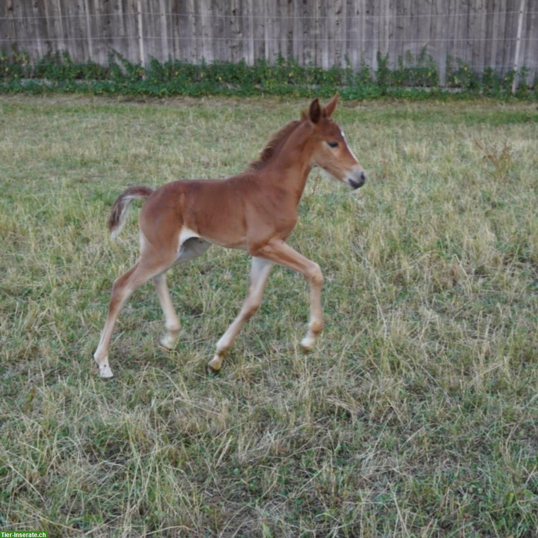 Bild 6: Reitpony Stutfohlen zu verkaufen, Top Abstammung