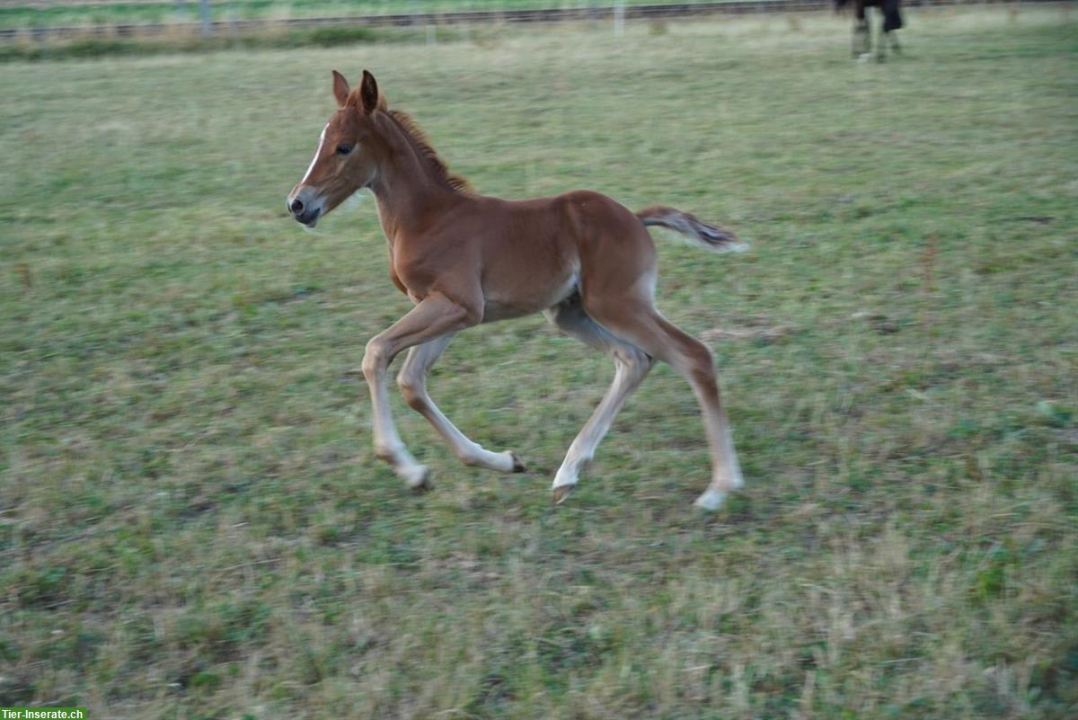 Bild 7: Reitpony Stutfohlen zu verkaufen, Top Abstammung