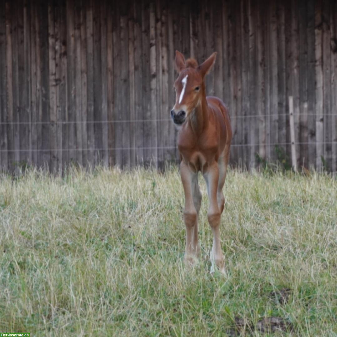 Bild 8: Reitpony Stutfohlen zu verkaufen, Top Abstammung