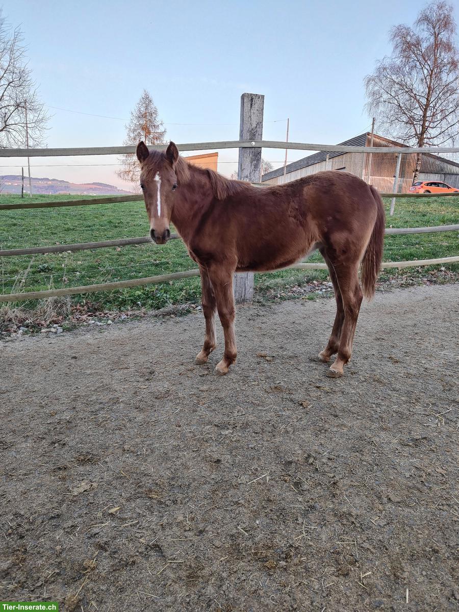 Bild 9: Reitpony Stutfohlen zu verkaufen, Top Abstammung