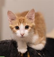 Anhängliche Katze von den Strassen Athens sucht Zuhause