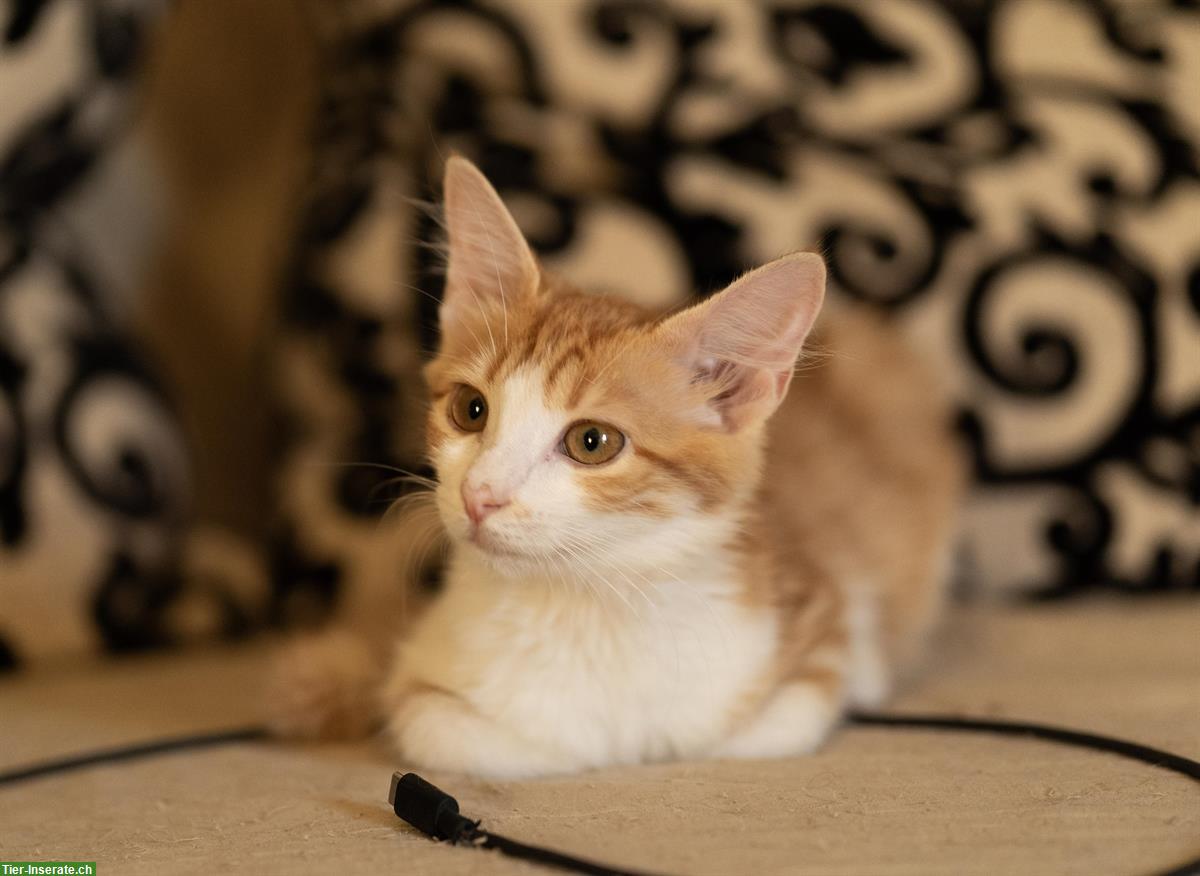Bild 2: Anhängliche Katze von den Strassen Athens sucht Zuhause