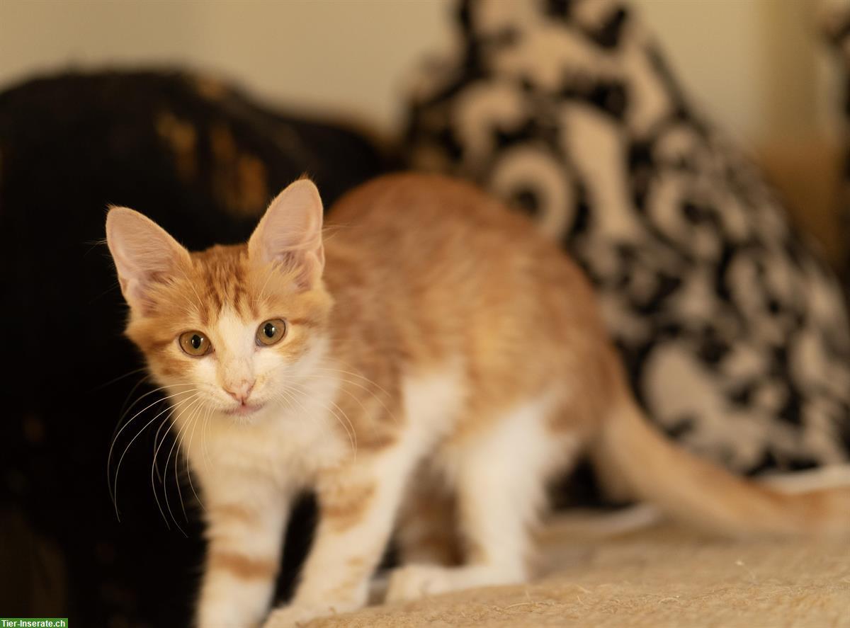 Bild 3: Anhängliche Katze von den Strassen Athens sucht Zuhause