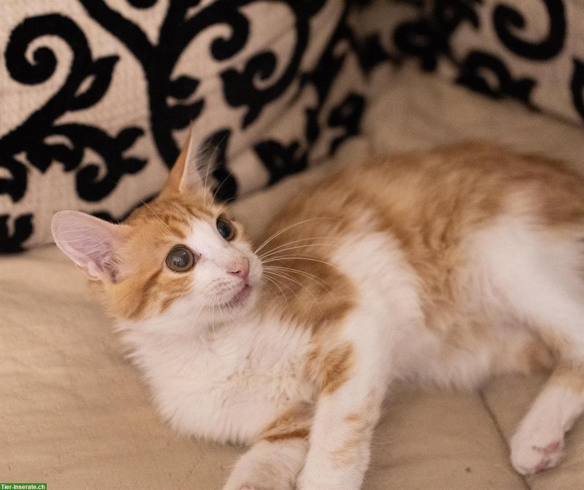 Bild 6: Anhängliche Katze von den Strassen Athens sucht Zuhause