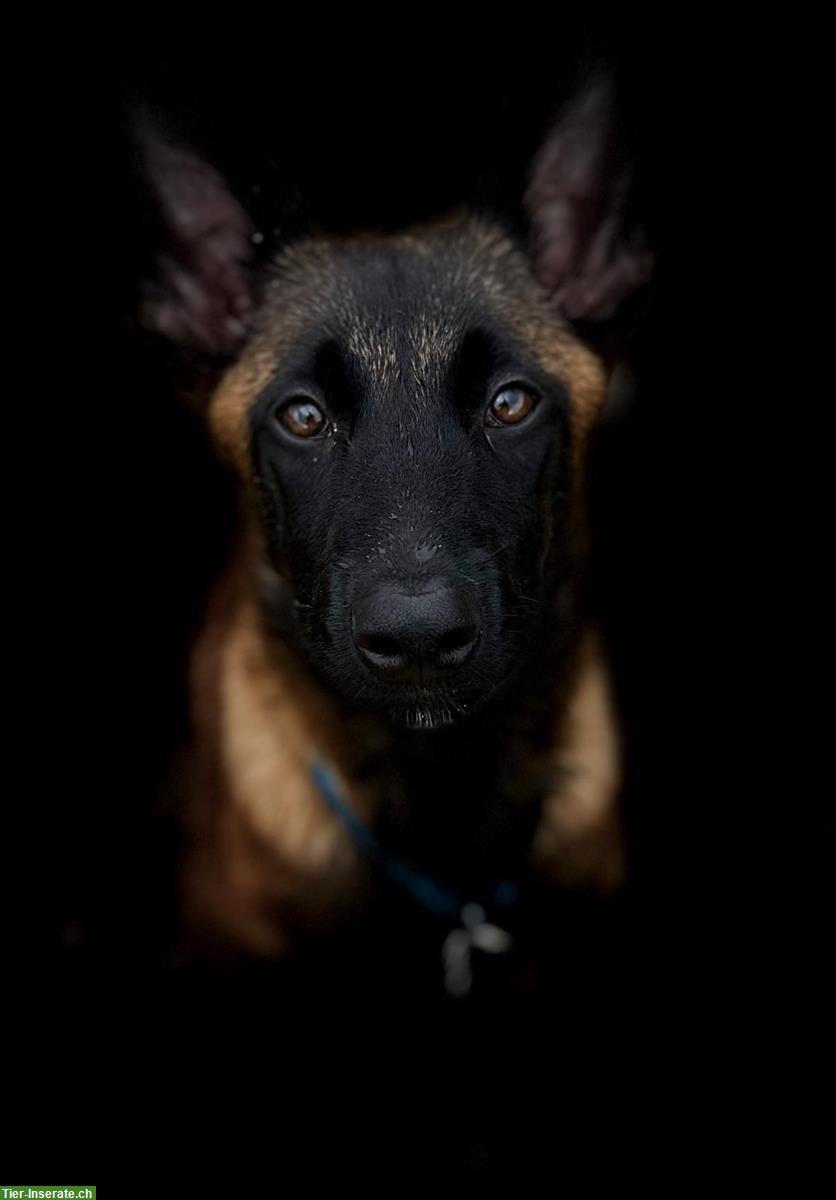 Belgischer Schäferhund Welpe (weiblich) sucht erfahrenes Zuhause