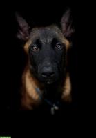 Belgischer Schäferhund Welpe (weiblich) sucht erfahrenes Zuhause