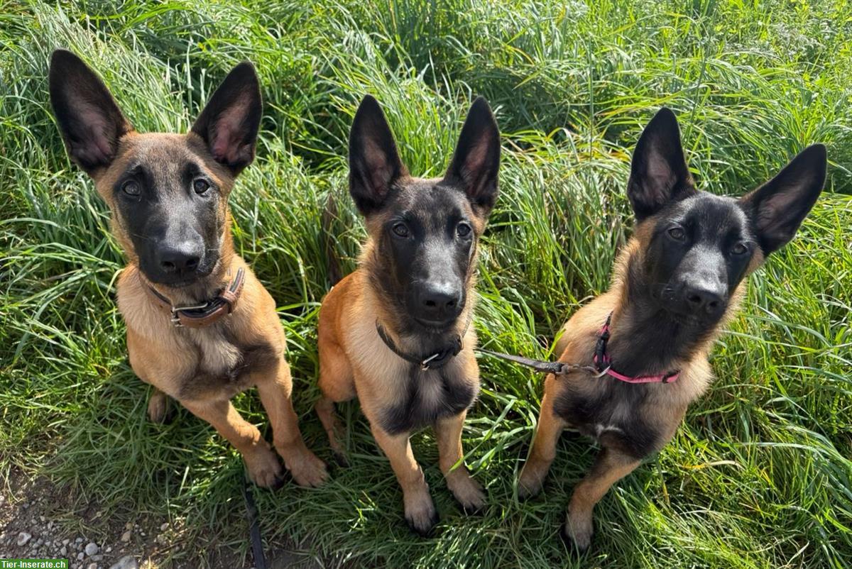 Bild 2: Belgischer Schäferhund Welpe (weiblich) sucht erfahrenes Zuhause