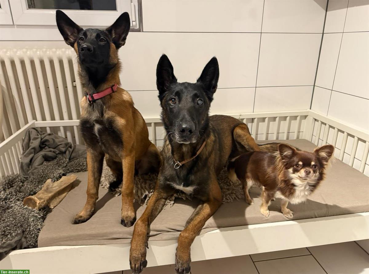 Bild 3: Belgischer Schäferhund Welpe (weiblich) sucht erfahrenes Zuhause