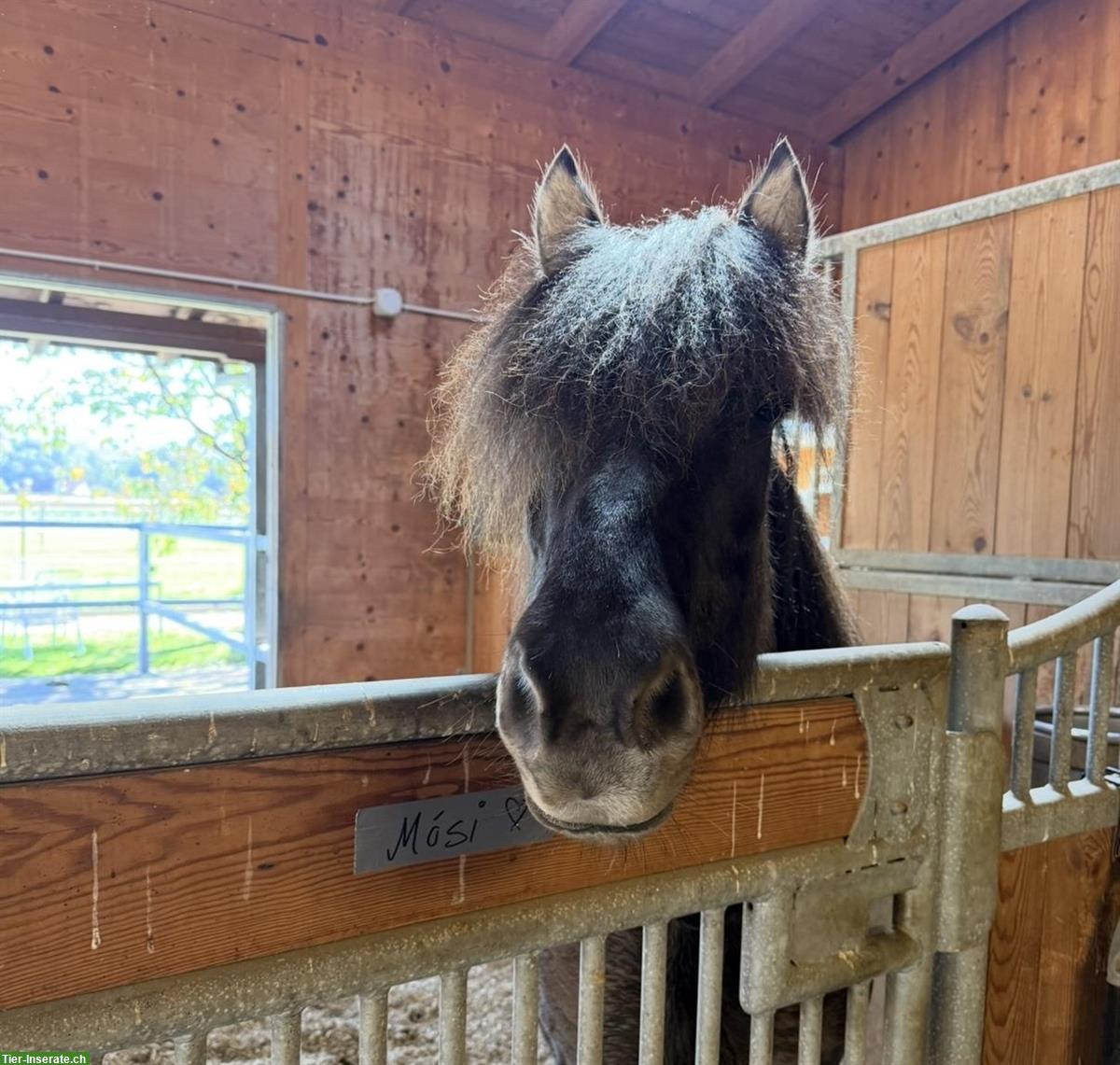 Bild 2: Isländer Wallach (Mausfalbe), talentierter 4 Gänger