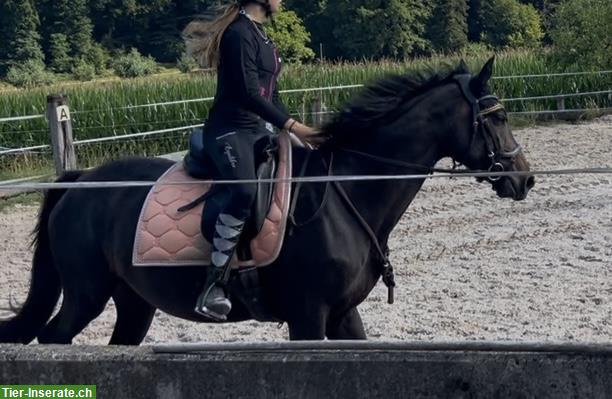Bild 2: Reitbeteiligung für sportliche 4.5 jährige Stute, St. Urban LU