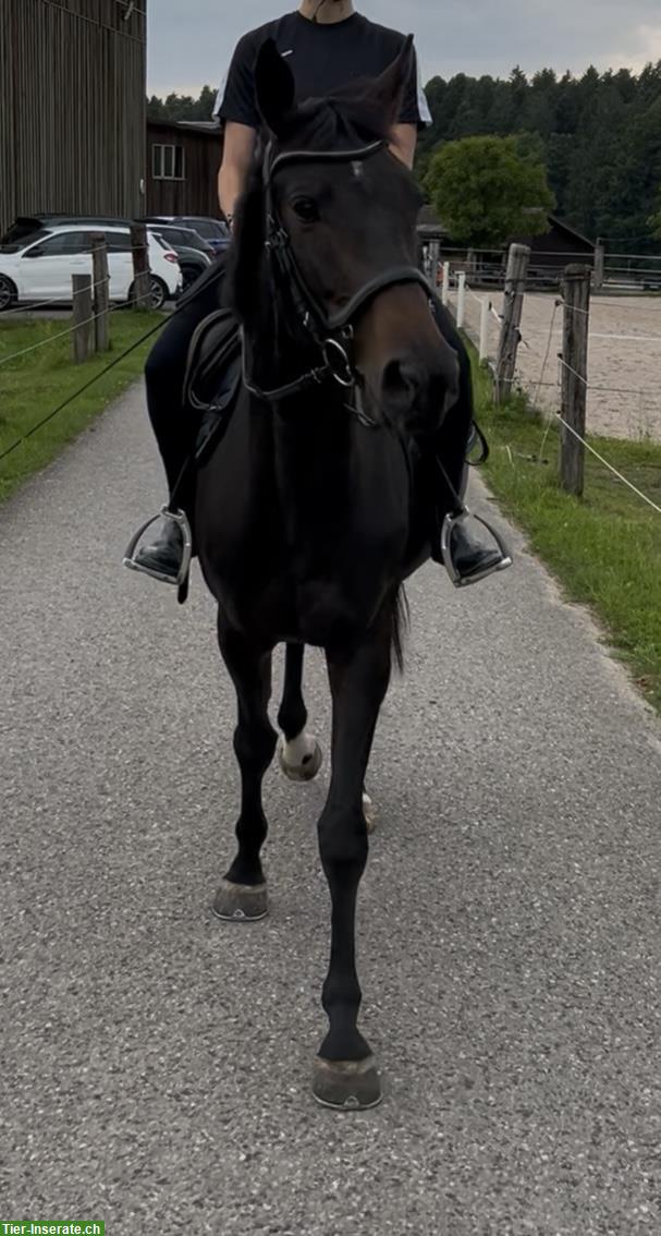 Bild 3: Reitbeteiligung für sportliche 4.5 jährige Stute, St. Urban LU