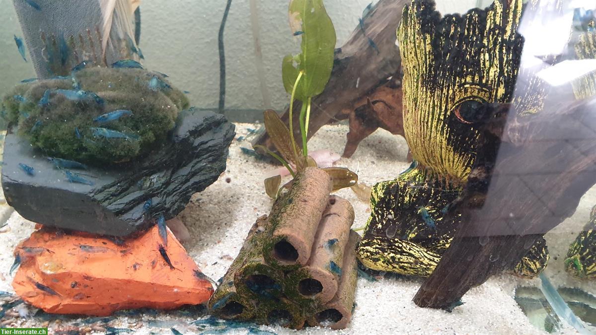 Bild 2: Blue Dream Garnelen (Neocaridina davidi) 10er Gruppe