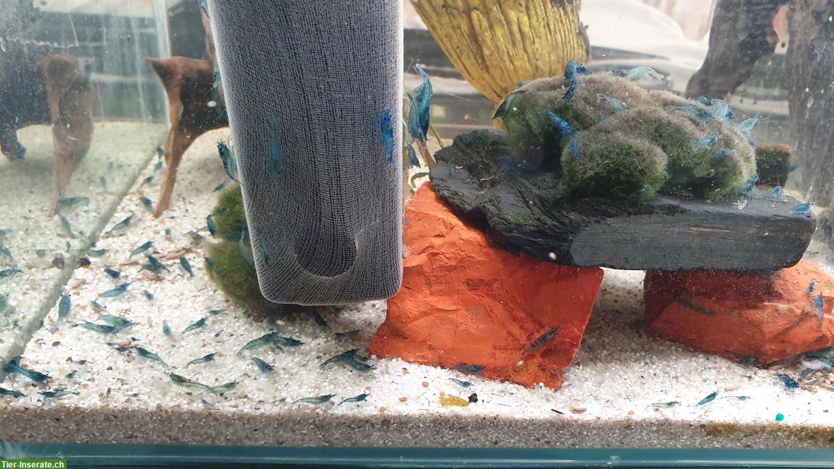 Bild 3: Blue Dream Garnelen (Neocaridina davidi) 10er Gruppe