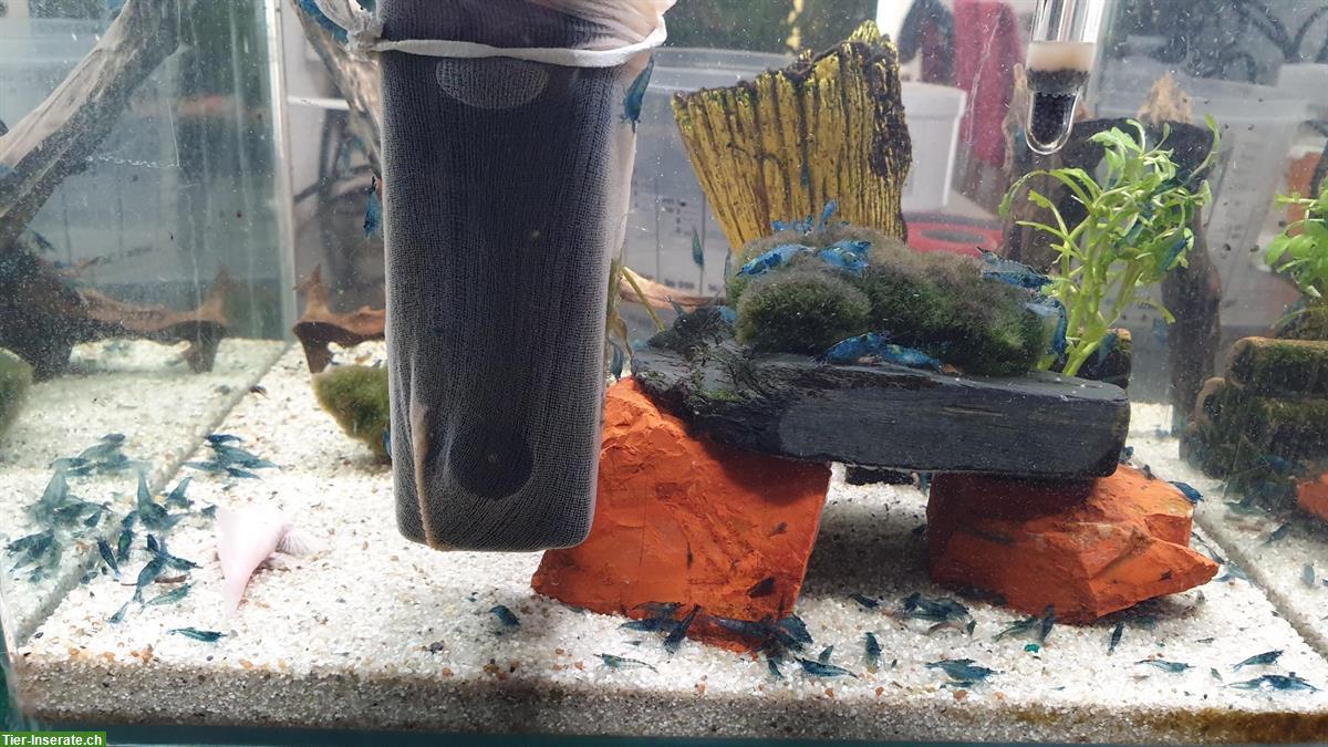Bild 4: Blue Dream Garnelen (Neocaridina davidi) 10er Gruppe