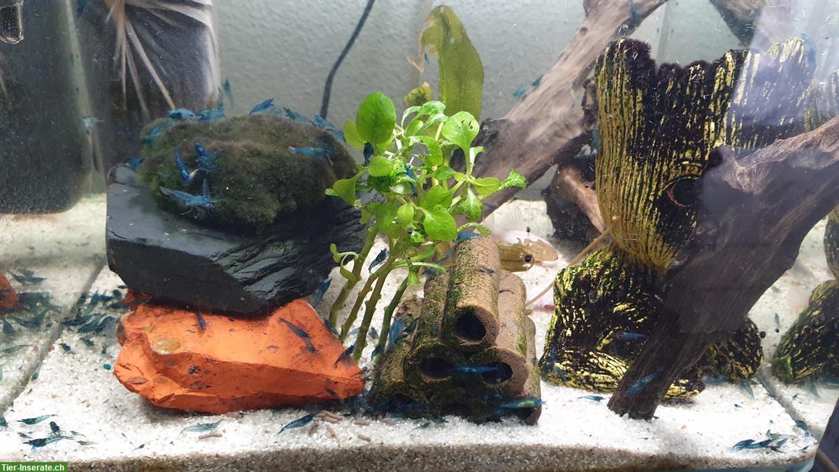 Bild 5: Blue Dream Garnelen (Neocaridina davidi) 10er Gruppe