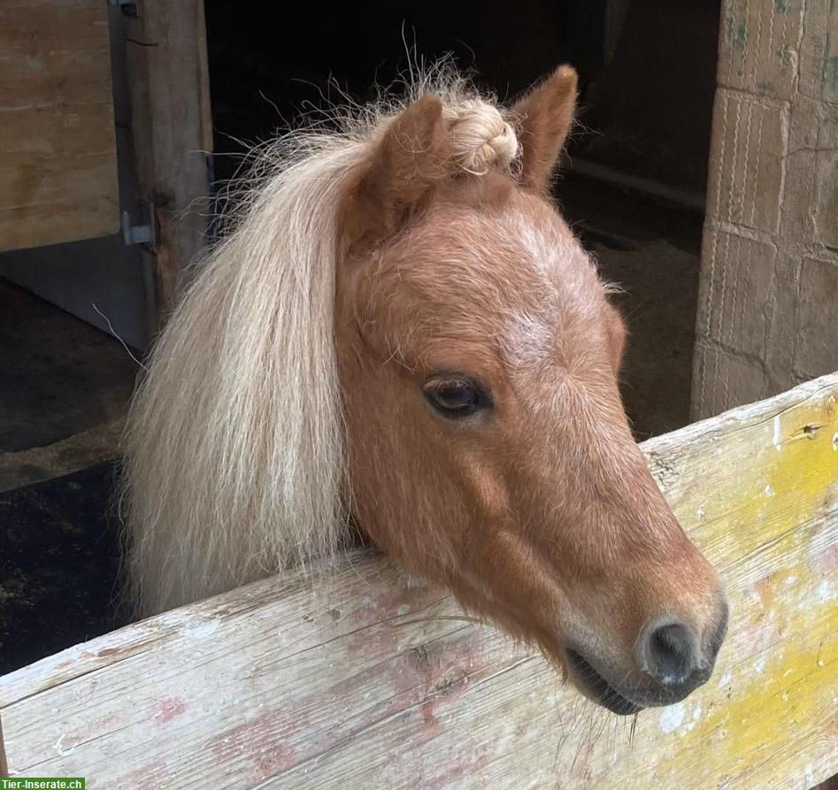 Pferdebetreuung für kinderliebes Mini-Shetty gesucht