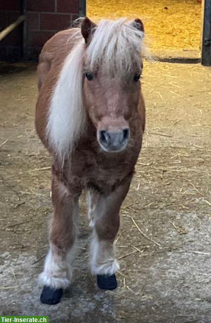 Bild 3: Pferdebetreuung für kinderliebes Mini-Shetty gesucht