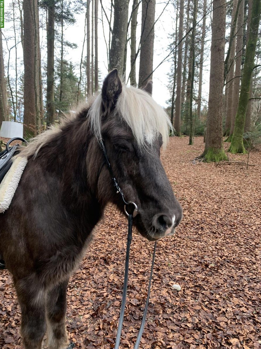 Bild 2: Islandpferd Wallach, 19-jährig, kinderfreundlich, mit Ausrüstung