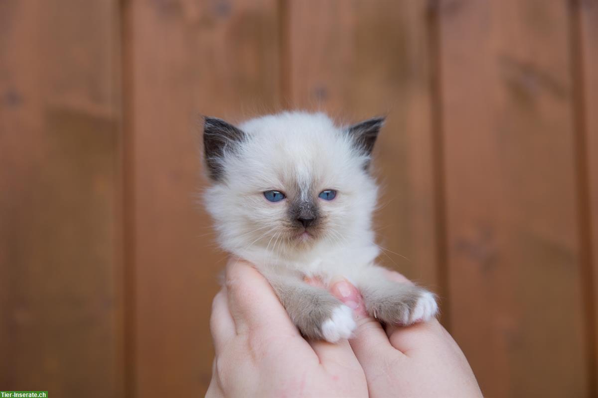 Birma x Ragdoll Kätzchen 🐱 suchen liebevolles Zuhause🐾