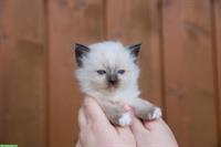 Birma x Ragdoll Kätzchen 🐱 suchen liebevolles Zuhause🐾