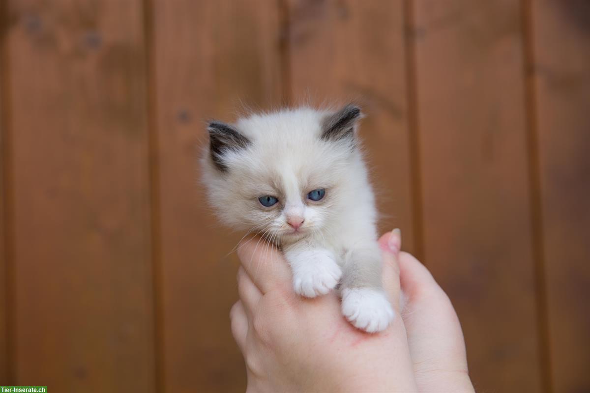 Bild 2: Birma x Ragdoll Kätzchen 🐱 suchen liebevolles Zuhause🐾