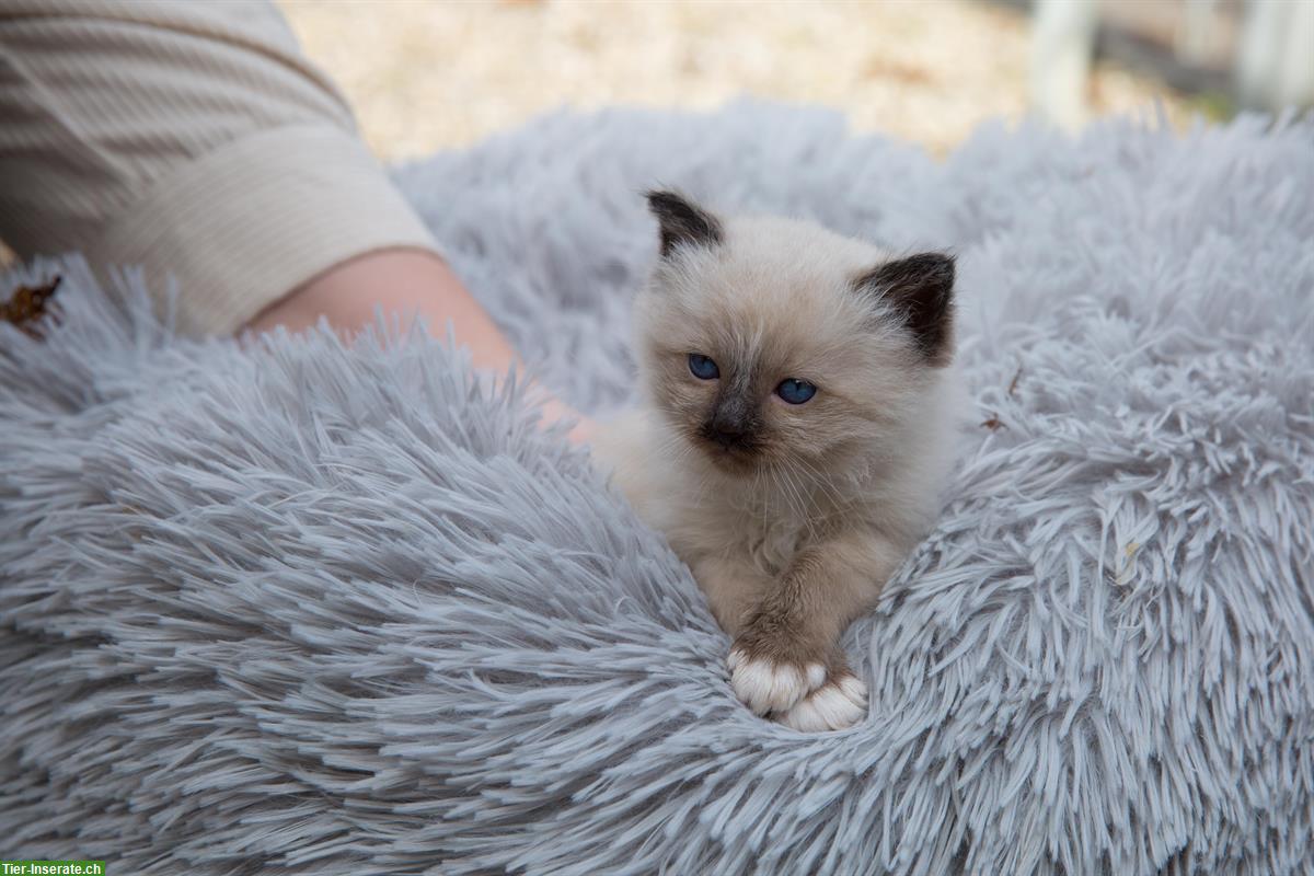 Bild 3: Birma x Ragdoll Kätzchen 🐱 suchen liebevolles Zuhause🐾