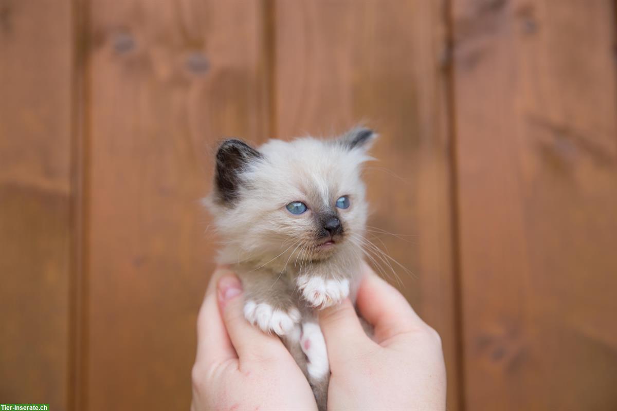 Bild 4: Birma x Ragdoll Kätzchen 🐱 suchen liebevolles Zuhause🐾