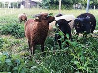 Junge Ouessant Schafe zu verkaufen, Aue und Bock